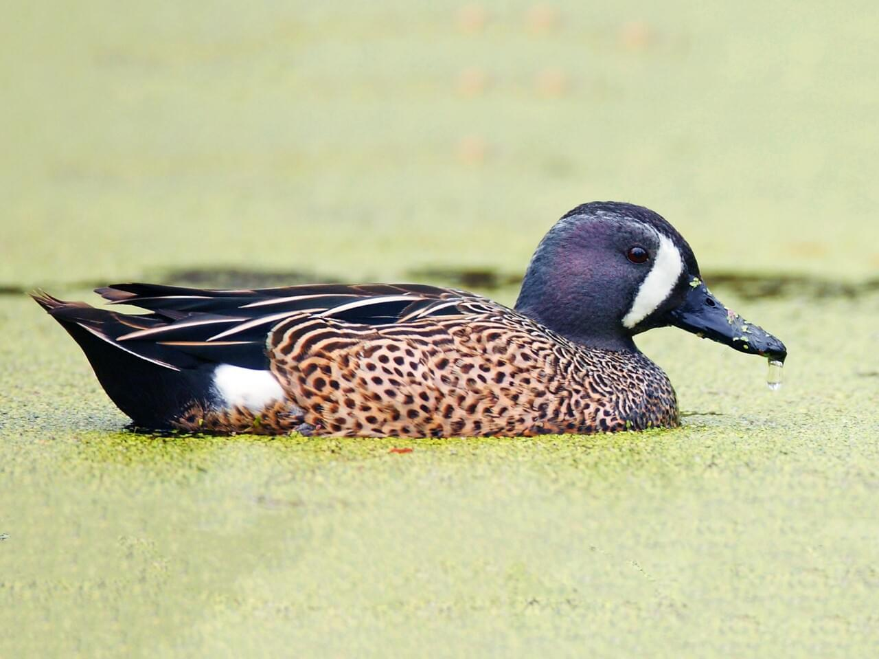 <p>Blue-winged teal</p>