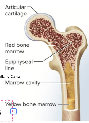 <ol start="14"><li><p>Be able to draw a long bone and label all components.</p></li></ol><p></p>