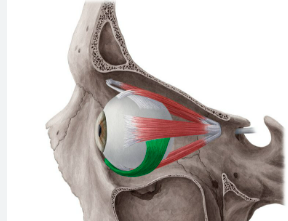 <p>What is this muscle </p>