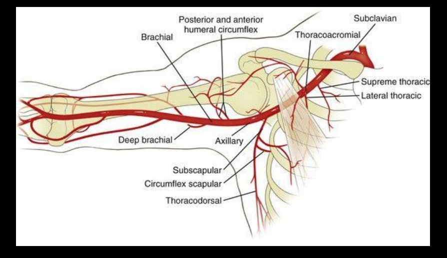 <p>Radial and ulnar arteries</p>
