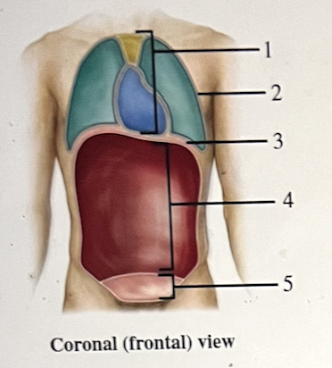 <p>The figure shows the frontal view of a human. What does number 2 indicate?</p><p>a. abdominal cavity</p><p>b. pelvic cavity</p><p>c. thoracic cavity</p><p>d. mediastinum</p><p>e. cranial cavity</p>