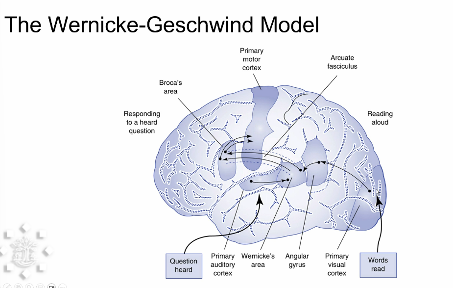 <p>problems producing speech </p>