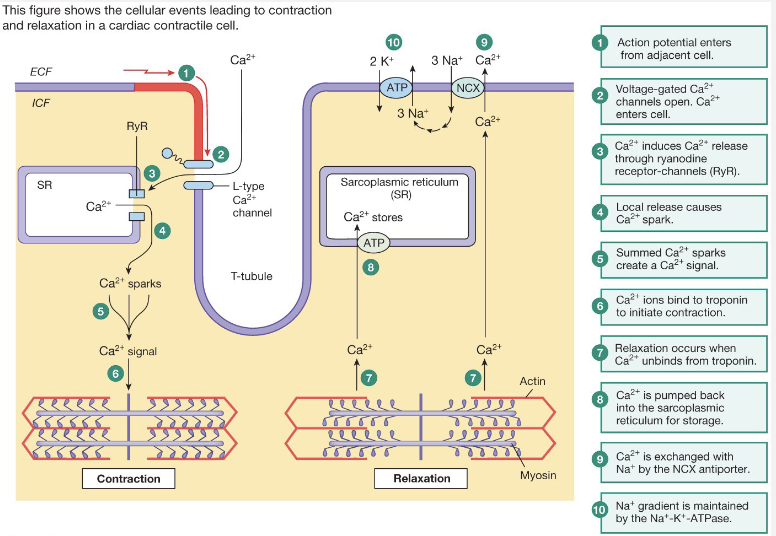 <p><strong>Electrical Stimulus</strong></p><ul><li><p>pacemaker cells</p></li><li><p>modified by autonomic NS</p></li><li><p>spreads via gap junctions</p></li></ul><p><strong>Mechanical Contraction</strong></p><ul><li><p>linked to electrical stimulus</p></li></ul><p><strong>Contraction Period</strong></p><ul><li><p>same as skeletal</p></li><li><p>power-stroke cycle</p></li></ul><p><strong>Relaxation Period</strong></p><ul><li><p><span>Ca<sup>2+</sup> returns to SR and ECF by active transport</span></p></li><li><p>Ca<sup>2+</sup> released from troponin and tropomyosin slides back</p></li></ul><p></p>