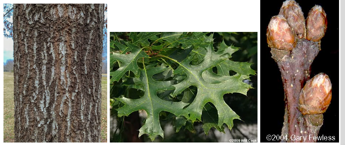 <p>Fagaceae, Quercus coccinea, simple alternate</p>