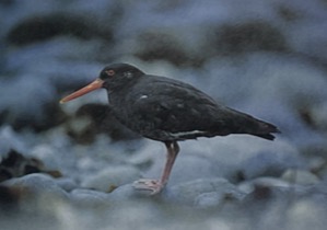 <p style="text-align: left;">What bird is this?</p>