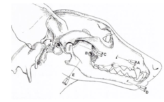 <p>Which needle indicates the rostral maxillary nerve block? What nerve does it block?</p>
