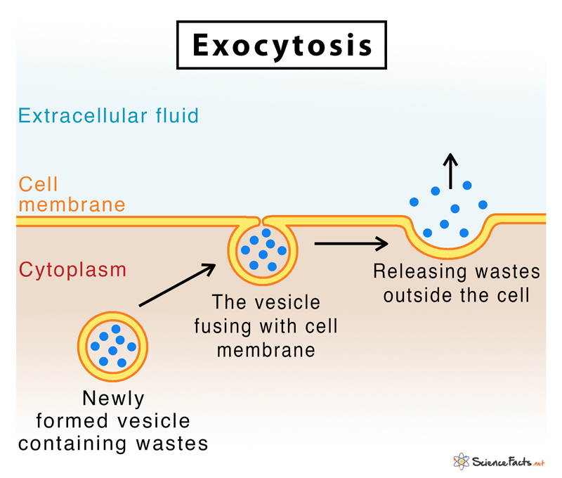 <p>movement out of cell, sacs fuse with membrane and release contents to outside </p>