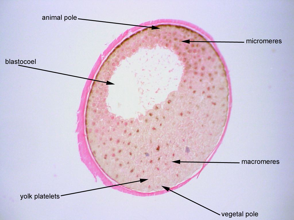 <p>Know the blastocoel, animal pole, and vegetal pole.</p>