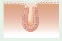 <p>intestinal glands</p>