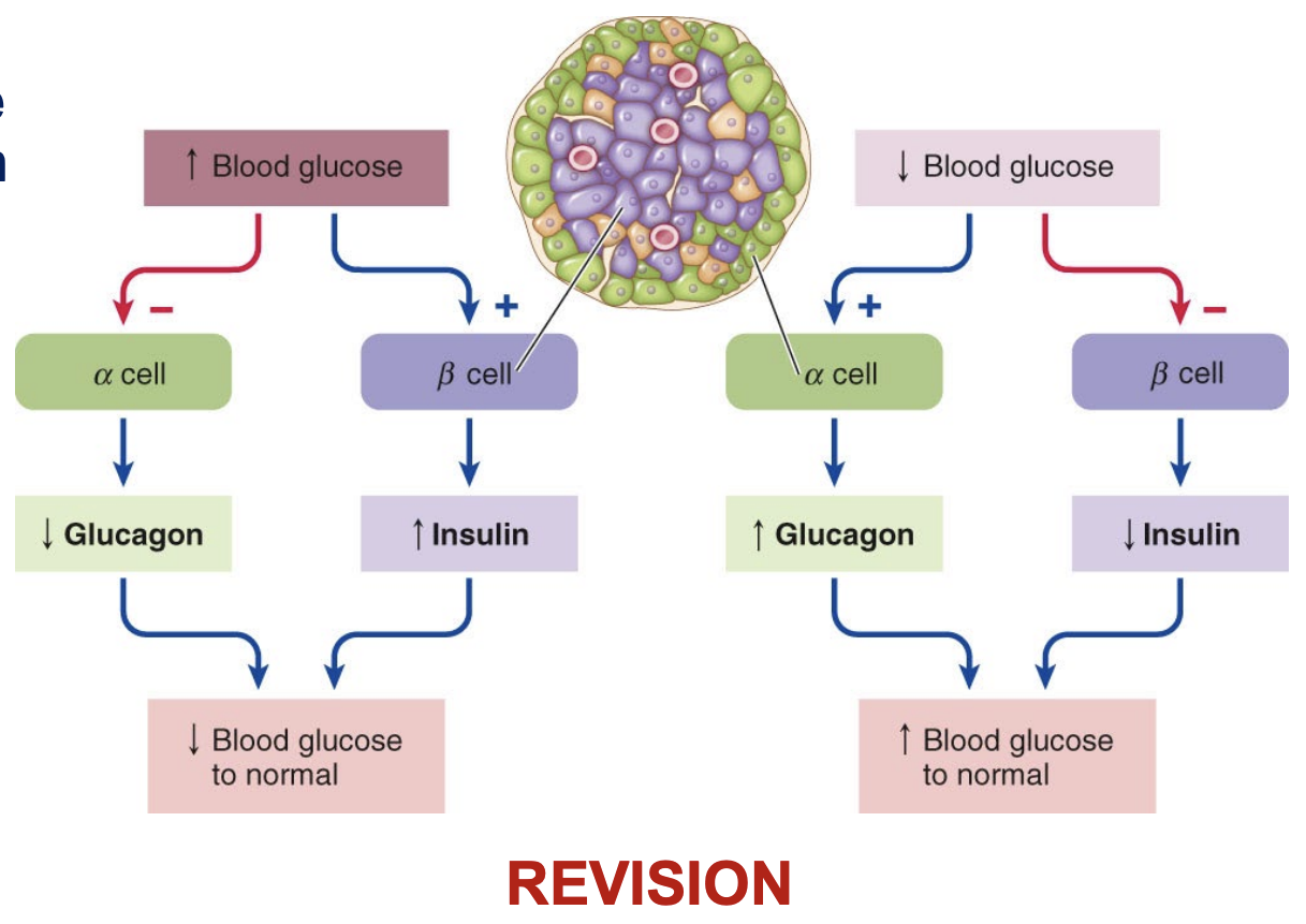 <ul><li><p><strong>Produced by β-cells of the pancreas</strong></p></li><li><p><u>Decreases blood glucose levels</u> when they get high</p><ul><li><p>Promotes movement of glucose through the cell membranes</p></li><li><p>Stimulates the storage of both glucose and fats</p></li><li><p>Stimulates glycogen and protein synthesis</p></li></ul></li><li><p>Regulation of insulin is via negative feedback mechanisms</p></li></ul><p></p>