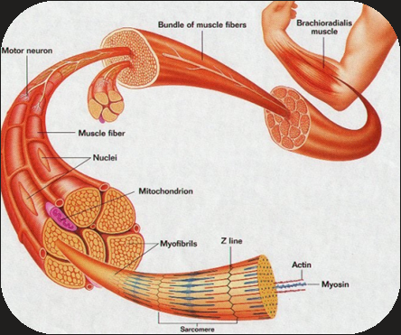 <ul><li><p>Multinucleated -  located close to the plasma membrane </p></li><li><p>Contain mitochondria</p></li><li><p>Microfibrils ( Actin/Myosin)</p></li><li><p>Sarcoplasmic reticulum</p></li></ul><p></p>