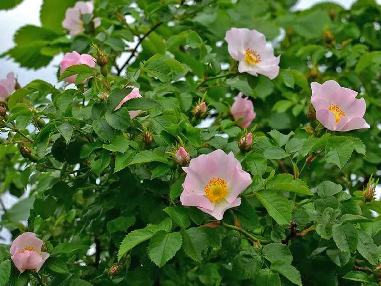 <p>Navadni šipek-Rosa canina</p>