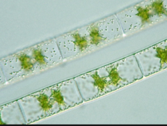 <p>Domain: Eukarya</p><p>Phylum: Chlorophyta (Green algae)</p><p>Kingdom: Protista</p><p>Class: Charophyceae</p><p>Genus: /Zygnema/</p><p>Form: Filamentous</p><p>Life Cycle: Zygotic</p><p>Structures: </p><p> - 2 star-shaped chloroplasts</p>