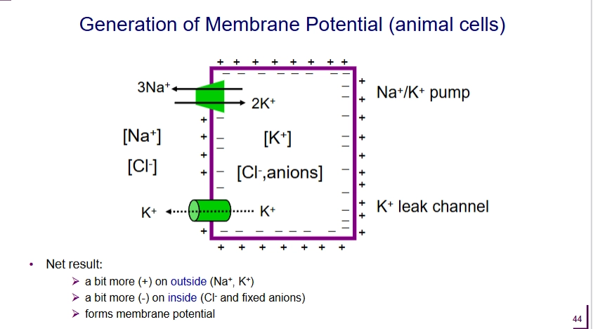 <p>K+ leak channel (passive transport)</p><ul><li><p>outward flow of K+</p></li></ul><p>Na+ - K+ pump (P-type pump)</p><ul><li><p>Net 1 (+) ion pumped out</p></li></ul><p>^ net result = outside is more + than outside</p><p></p><p>for plants: H+ pump (P-type pump)</p>