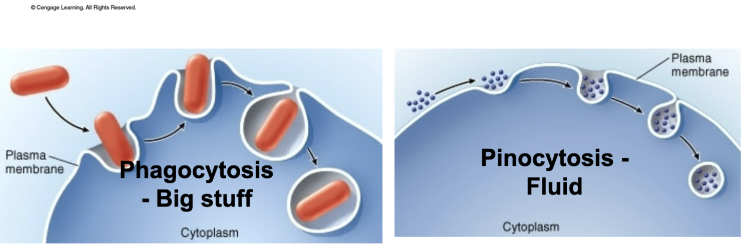 <p> specific to a</p><p>bond/interaction with a protein at</p><p>the membrane</p>