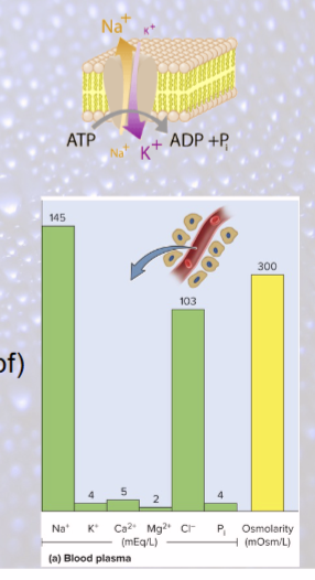 <p>critical ion for RMPs, APs (Na+—K+ pump)</p><p>principal cation in ECF</p><ul><li><p>90-95% osmolarity of ECF</p></li><li><p>most significant solute in determining total body water</p></li></ul><p></p>