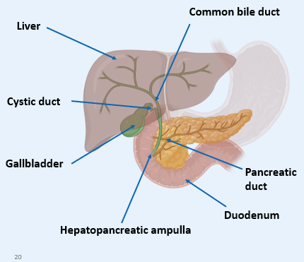 <ul><li><p><span>Bile is made by the <strong>hepatocytes</strong> in the liver</span></p></li></ul><p style="text-align: left;"><span><strong><u>Storage of bile</u></strong></span></p><p><span>1) Secreted via the <strong>common hepatic duct</strong></span></p><p>2) <strong>Can be stored </strong>in gall bladder via cystic duct, <strong>or directly released </strong>into the intestines</p><p></p>