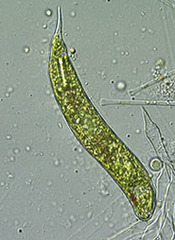 <p>any parasitic spore-forming protozoan, several species of which, as plasmodia, cause malaria.</p>