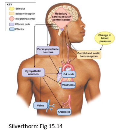 <p>What is the role of the cardiovascular control centre?</p>