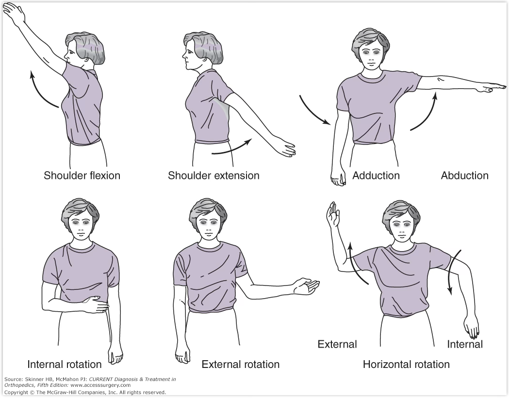 <p>Shoulder ROM: GH joint</p>