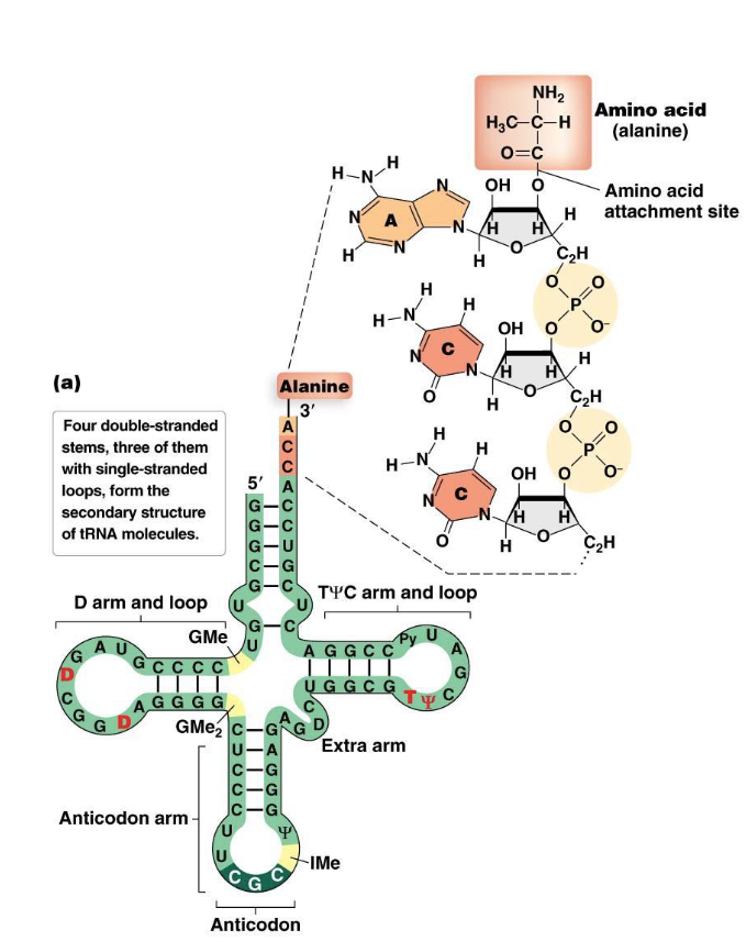 <p><span>Often represented as a </span><strong><em>cloverleaf shape</em></strong><span>, formed by intramolecular base pairing that creates four double-stranded stems and three single-stranded loops.</span></p><ul><li><p>One of these loops, <strong>the <em>anticodon loop</em>, contains a three-nucleotide sequence called the <em>anticodon</em></strong>. This anticodon is complementary to and base-pairs with a specific codon on the mRNA.</p></li><li><p>tRNAs also contain a number of <strong><em>modified bases</em> (e.g., dihydrouracil (D) and pseudouracil (</strong><span style="font-family: KaTeX_Main, "Times New Roman", serif; line-height: 1.2; font-size: 1.21em;"><strong>ψ</strong></span><strong>))</strong> which are important for their structure and function.</p></li><li><p>The <strong><em>amino acid attachment site</em></strong> is at the <strong>3' OH</strong> end of the tRNA. A specific amino acid is covalently attached here.</p></li></ul><p></p>