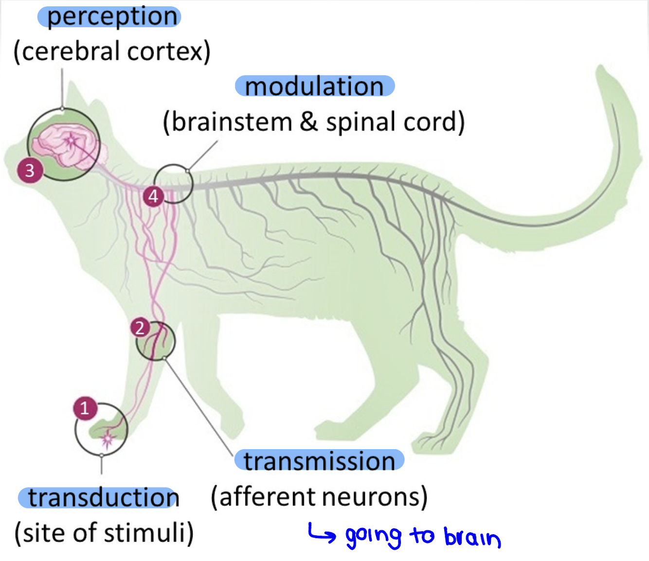 <p>The four phases of nociception are transduction, transmission, perception, and modulation, each representing a step in how pain is detected, sent, interpreted, and regulated.</p>