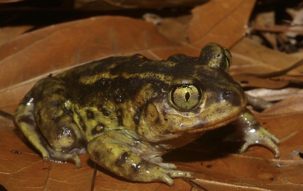 <ul><li><p>Eastern Spadefoot</p></li><li><p>golden eyes and vertical pupils</p></li><li><p>sickle-shaped dark ridge (spade) on the underside of each foot</p></li><li><p>no parotoid gland</p></li><li><p>well-drained,loose, sandy soil</p></li><li><p>breed explosively after heavy rainstorms</p></li><li><p>species of special concern in NYS</p></li><li><p>only in lost island and one small population upstate</p></li></ul><p></p>