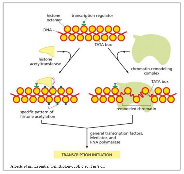 <ol><li><p>activating transcription regulators → recruit chromatin modifying proteins via the mediator complex →open up chromatin → transcription </p></li><li><p>repressing transcription regulators → recruit chromatin modifying proteins via the mediator complex → close chromatin → no transcription </p></li></ol><p></p>