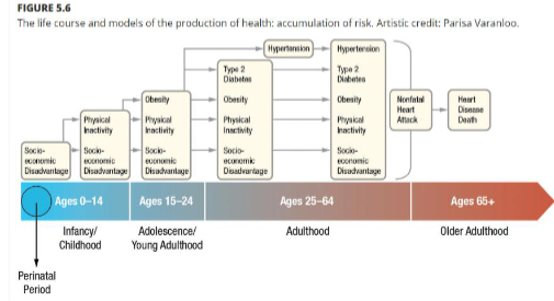 <p>assumes the more times you are exposed to a health threat, the more likely you are to develop a disease or illness (lifestyle-related noncommunicable diseases like heart disease) </p>