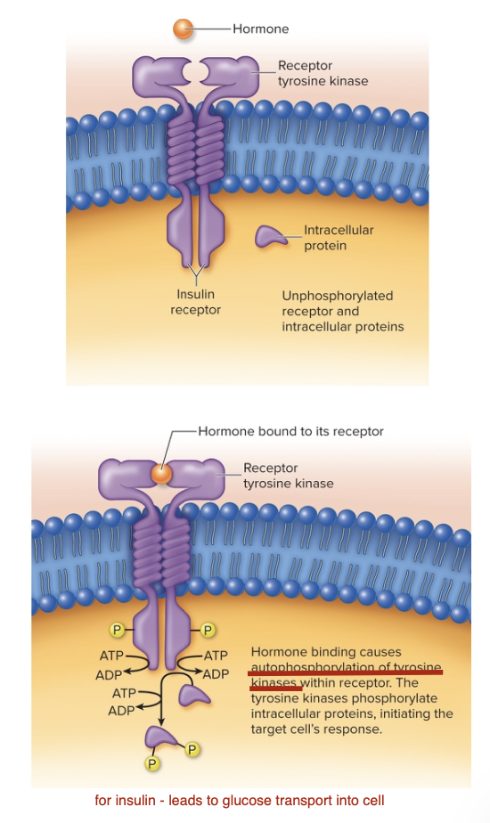 <p>Enzymatic Receptors - Receptor Tyrosine Kinases </p>