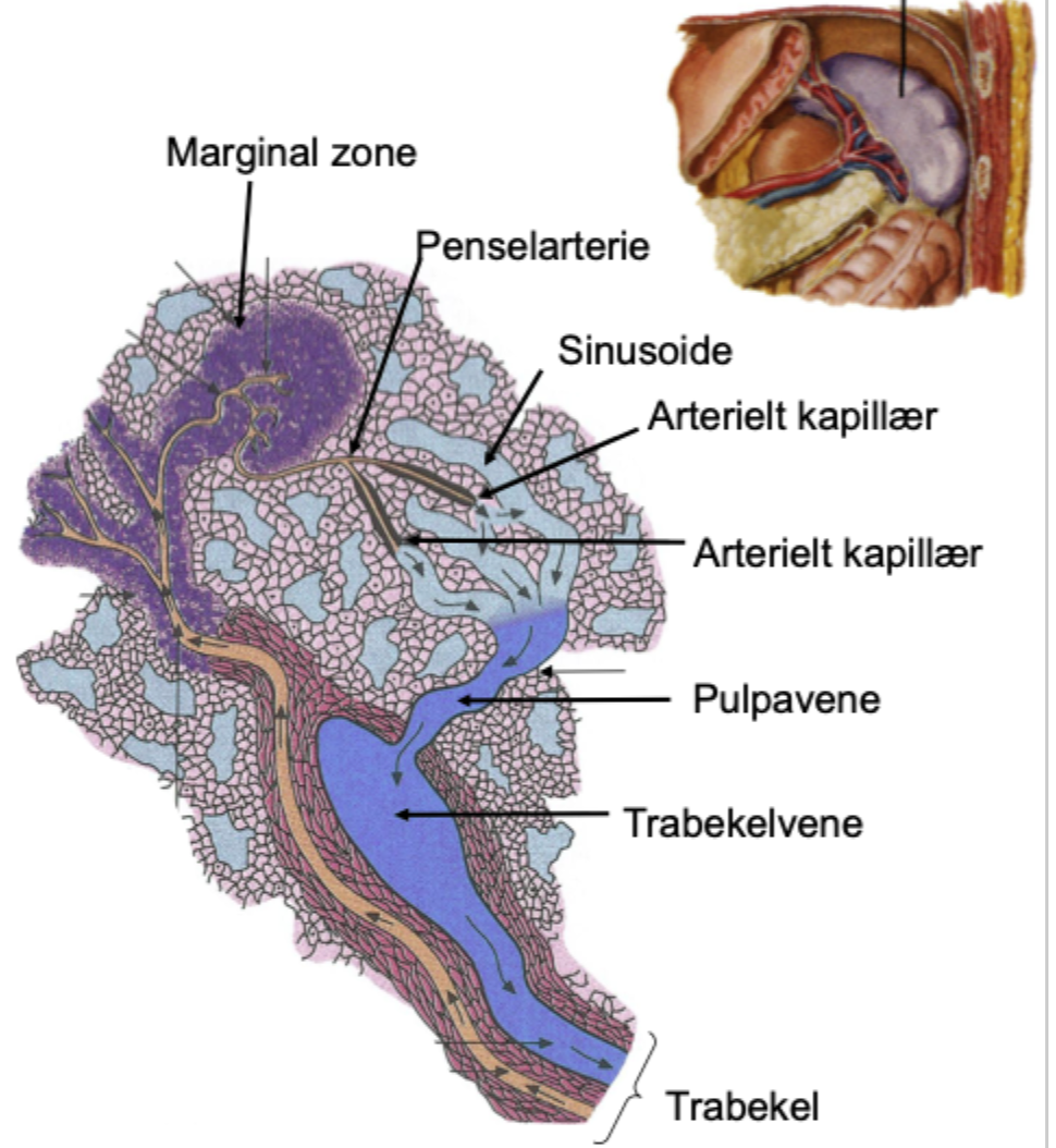 <p><strong>A. splenica</strong><br>→ trabekelarterier<br>→ centralarterioler i PALS<br>→ penselarterioler<br>→ arterielle kapillærer / hylsterkapillærer<br>→ rød pulpa<br>→ sinusoider<br>→ pulpavener<br>→ trabekelvener<br>→ <strong>v. splenica</strong></p>