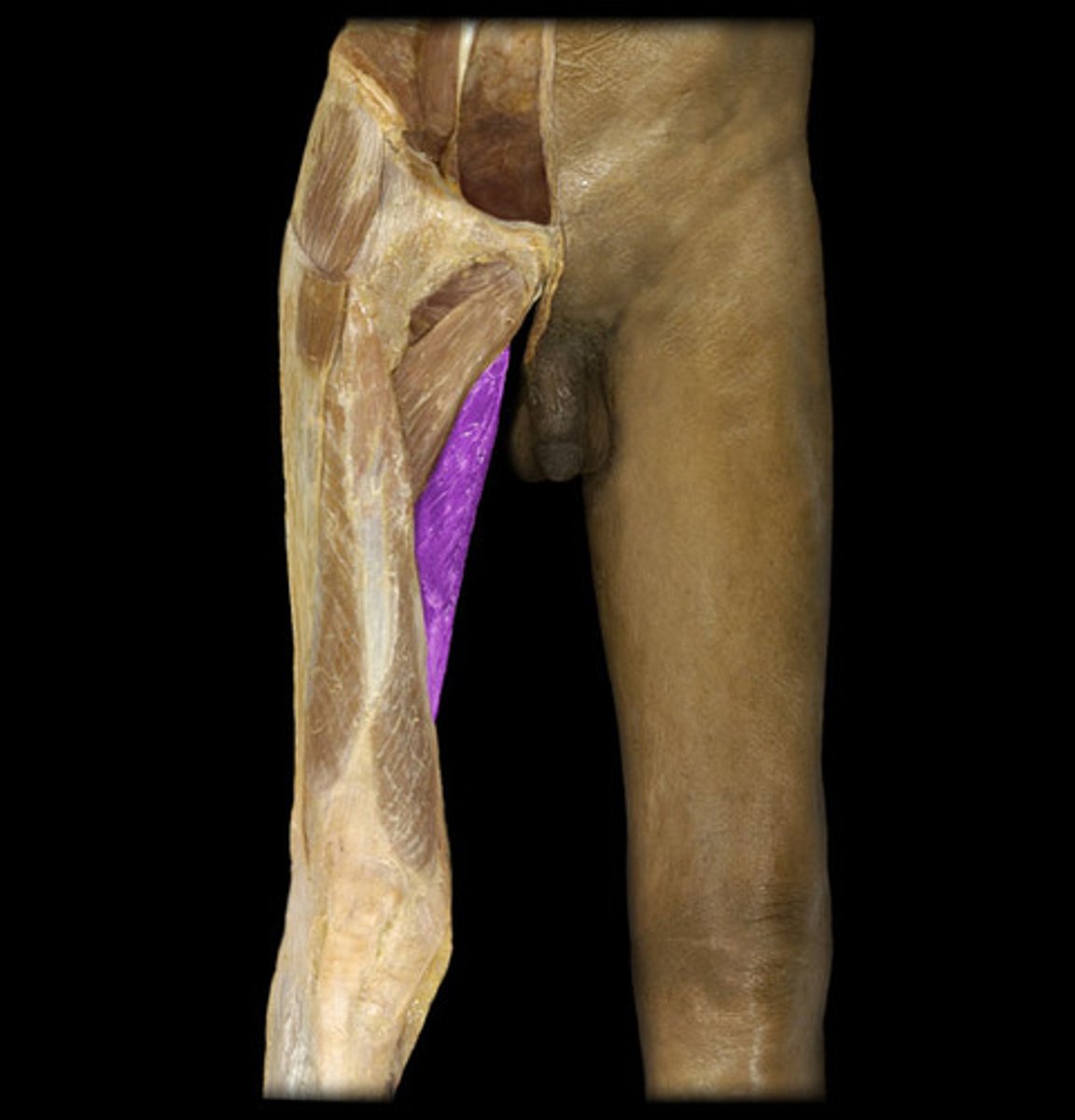 <p>Adduct hip</p><p>O: pelvis</p><p>I: femur</p>