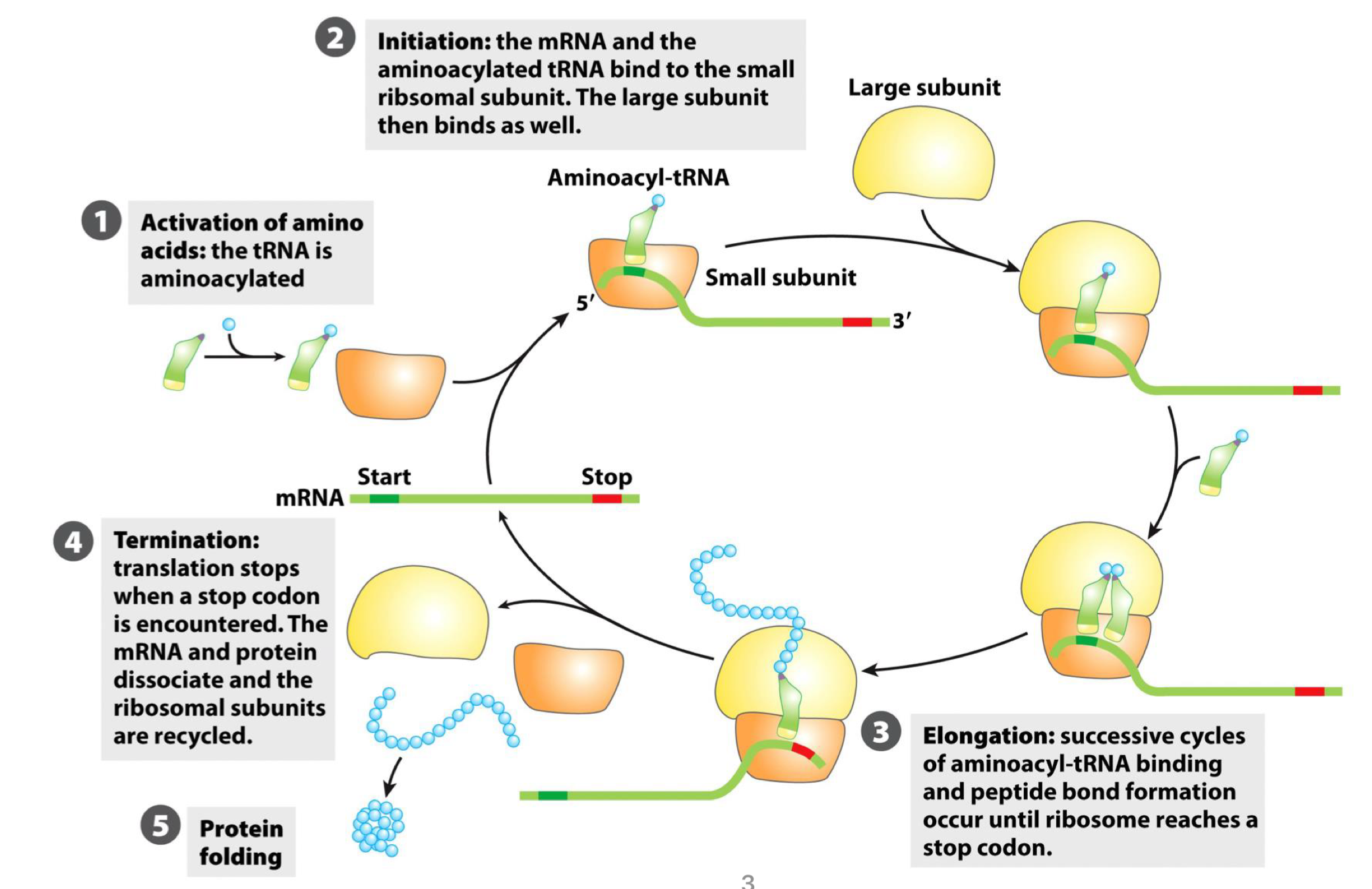 <ul><li><p>translation is the mRNA-guided process leading to protein synthesis by ribosomes, and is divided in 5 steps</p></li><li><p>the ATP-dependent activation of amino acid mediated by the aminoacyl tRNA synthetase</p></li><li><p>step 2-4 that are mediated by the ribosome </p></li><li><p>last step is protein folding</p></li></ul><p></p>