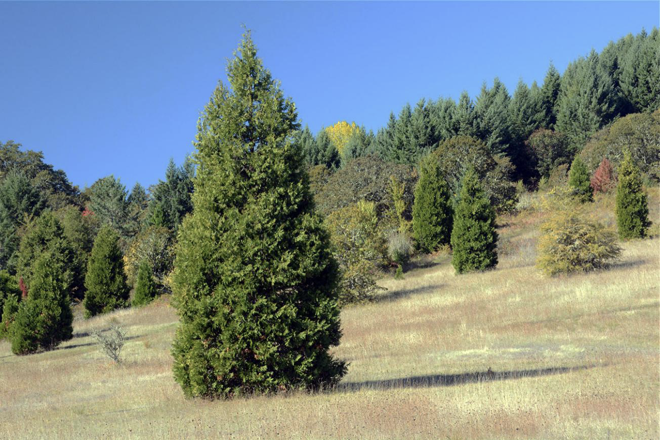 <img src="https://www.fs.usda.gov/database/feis/plants/tree/caldec/needles.jpg" data-width="100%" data-align="center" alt=""><img src="https://landscapeplants.oregonstate.edu/sites/plantid7/files/plantimage/cade24.jpg" data-width="100%" data-align="center" alt=""><p></p>