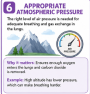 <p>Enough air pressure for normal breathing and gas exchange in the lungs.<br>Example: Very low air pressure at high altitude can make it harder for the body to get oxygen.</p>