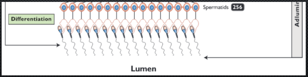 <ul><li><p>No further cell division</p></li><li><p>from spherical undifferentiated spermatid to fully differentiated, specialized spermatozoa</p></li><li><p>nucleus becomes highly condensed</p></li><li><p>acrosome is formed</p></li><li><p>cells become potentially motile</p></li></ul><p></p>
