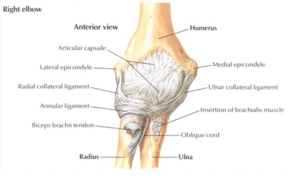<p>Lateral and medial ends - capitulum and trochlea</p><p>Anterior and posterior - coronoid and olecranon fossae (weak)</p><p>Sides: collateral ligaments (strong)</p>