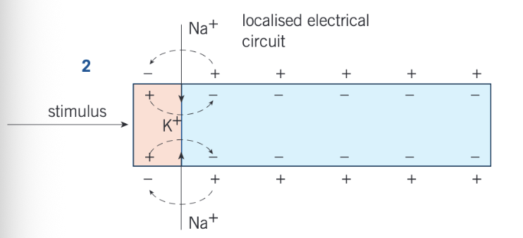 <ul><li><p>a stimulus causes a sudden influx of sodium ions and hence a reversal of charge on the axon membrane</p></li><li><p>this is the axon potential and the membrane is depolarised</p></li></ul><p></p>
