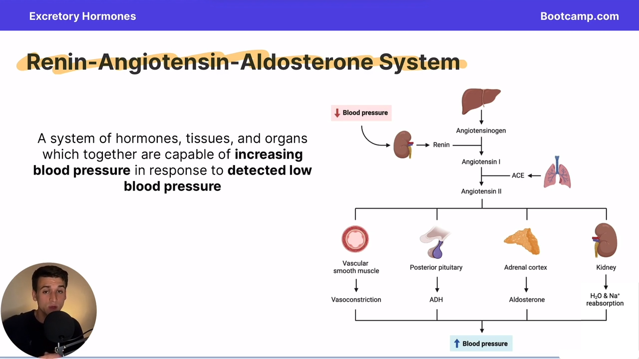 <p>system of hormones tissues and organs that increase blood pressure in response to low blood pressure</p>
