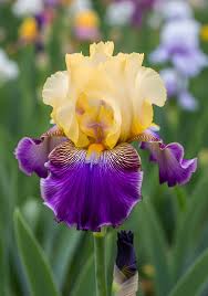 <p>the tattered iris flowers</p>