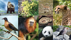 <p>Variety of different kinds of organisms that make up a community.</p>