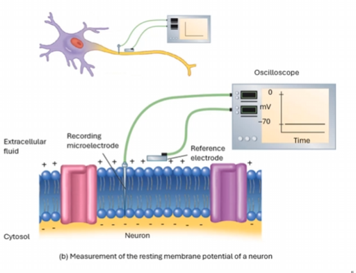 <p>-ve</p>