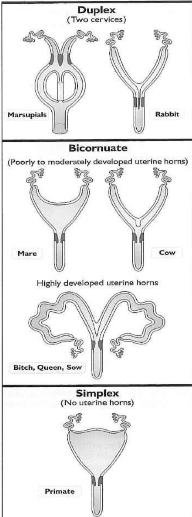 <p>Uterus types and associated species </p>