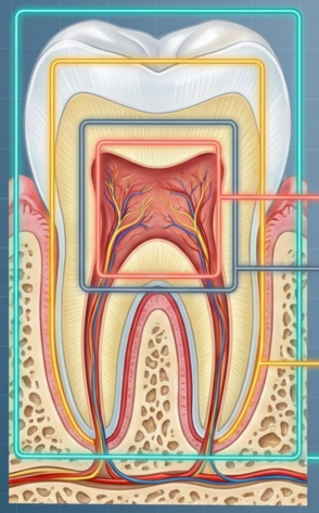 <p>Structural Body</p><p>The Core Build (Amalgams &amp; Resins)</p>