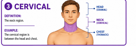 <p>The neck region.</p>