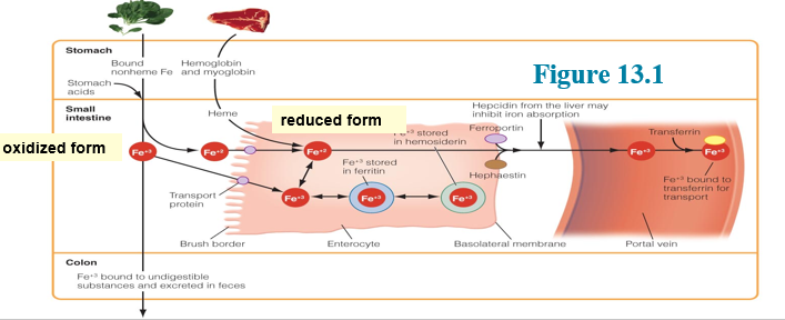 <p>Iron Homeostasis</p>