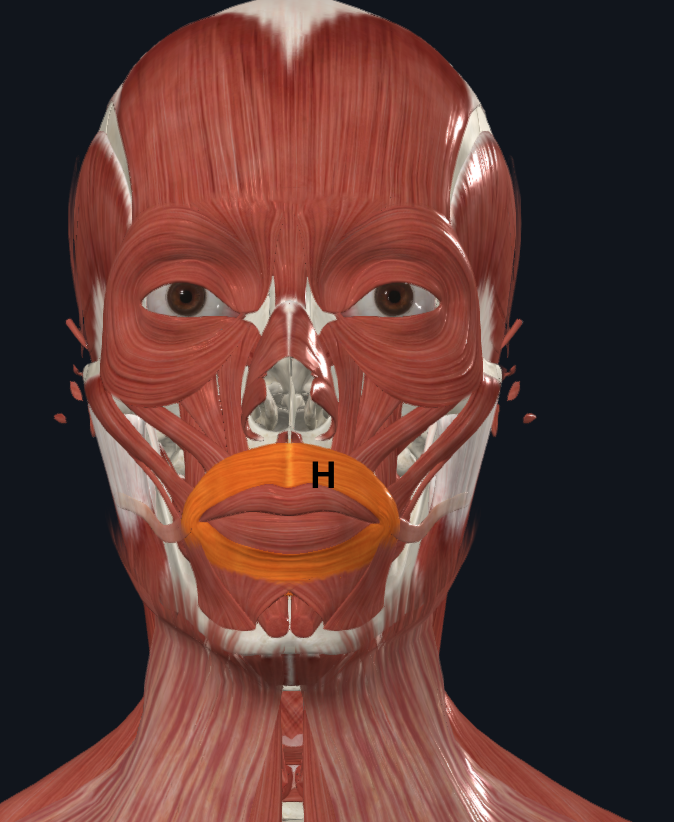 <p>H</p>