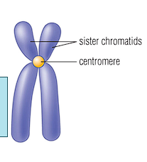 <ul><li><p>Duplicated copies of chromosomes </p></li><li><p>After DNA replication, before cell division</p></li></ul><p></p>