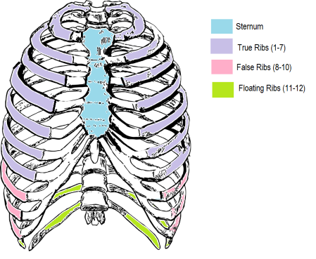 <p>true ribs, false ribs, and floating ribs, which differ in their connection to the sternum. </p>