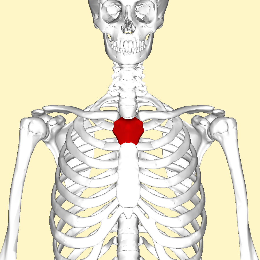 <p>What is the <strong>upper portion of the sternum</strong> called?</p>